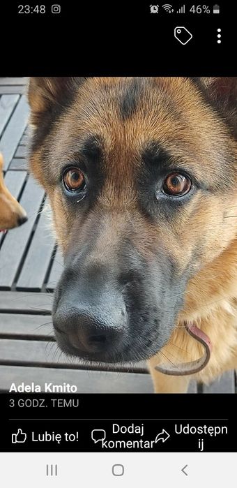 Zaginęła SUNIA owczarka