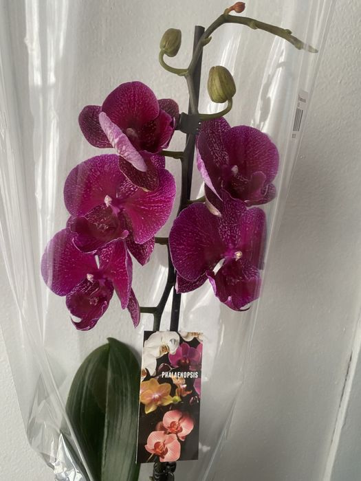 Орхідея фаленопсис вазони живі квіти