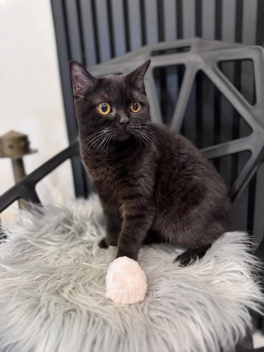 Kocięta Szkockie. 9msc. Kotka czekoladowa. Rodowód