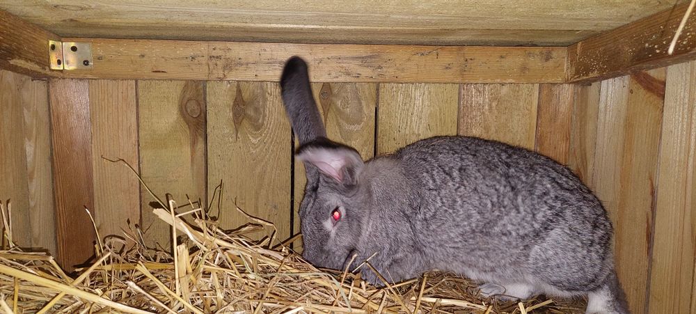 Króliki Belgijski Olbrzym – zaszczepione