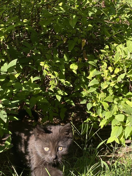 кошеня в добрі руки