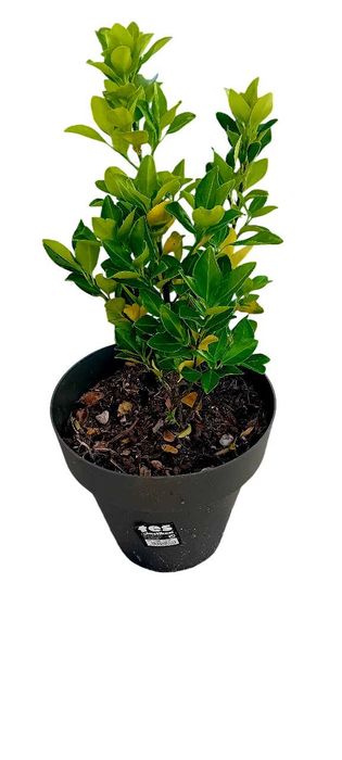 Evo'nio do Japao (Euonymus Japonicus)