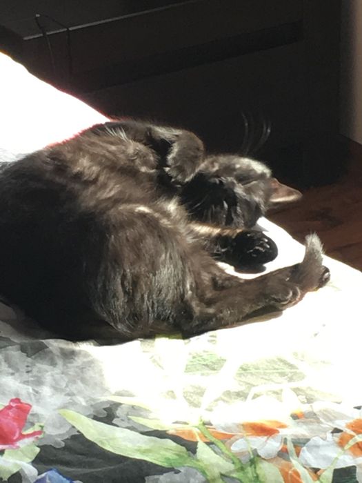 Kot kotka do adopcji