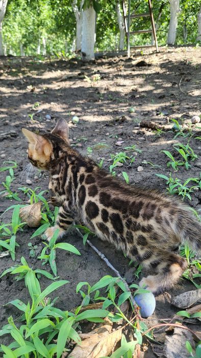 Бенгальские котята wcf