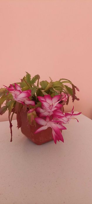 Продам вазон Рождественик