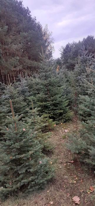 Choinki ,świerk srebrny z własnej plantacji