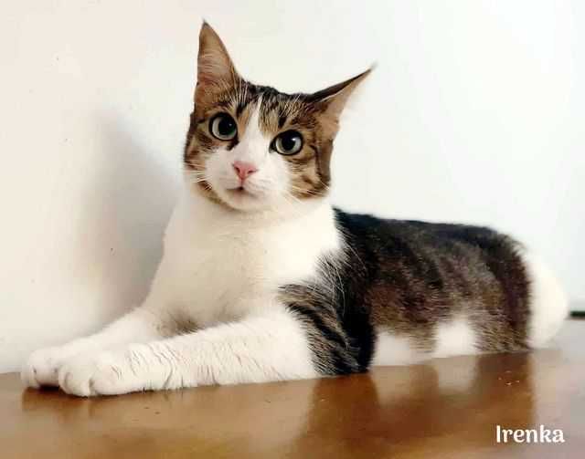 Irenka poleca się do adopcji !