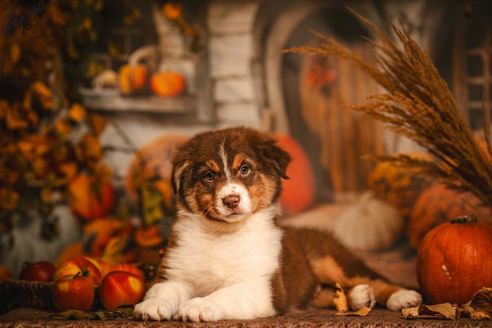 Owczarek australijski FCI - Super Pies , 5 gwiazdek długi ogon.