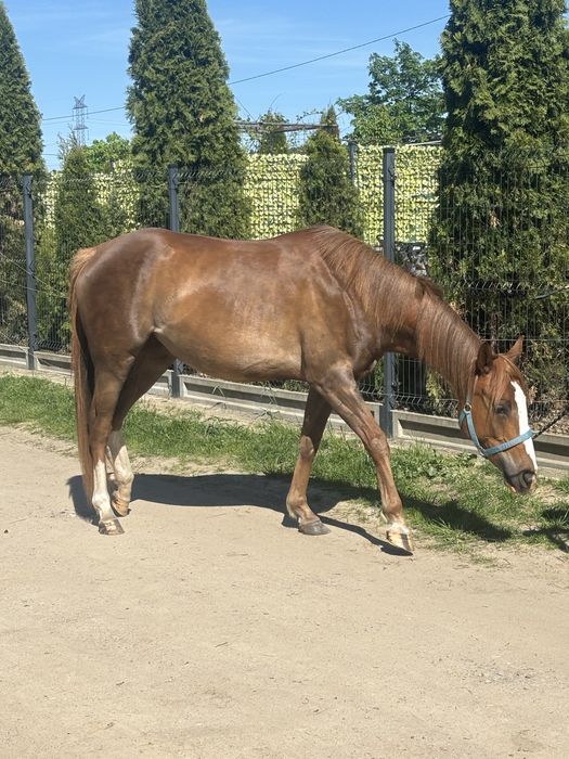 klacz arabska na sprzedaz