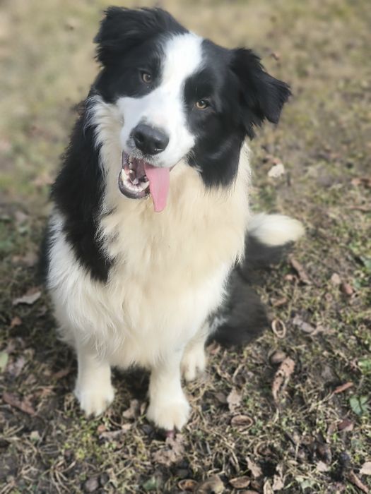 Border collie ZKWP FCI piesek czarno biały