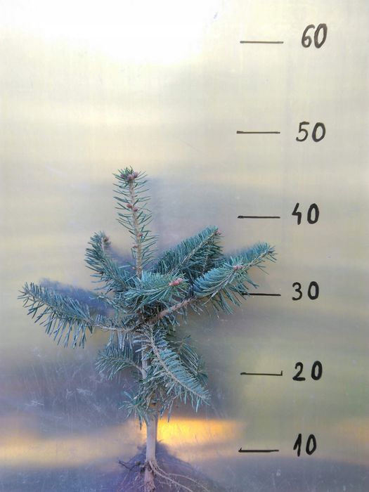 Jodła kaukaska 4 letnia 20/30cm Abies Nordmanniana.