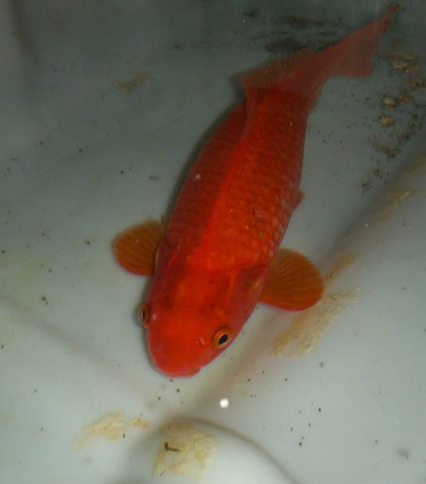 Peixes vermelhos XXL para lagos