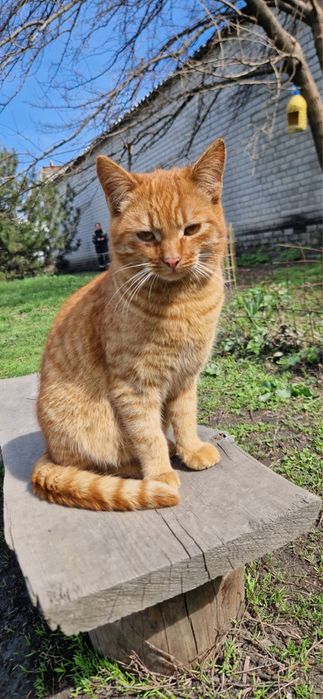 Віддам котика Лисика в добрі руки