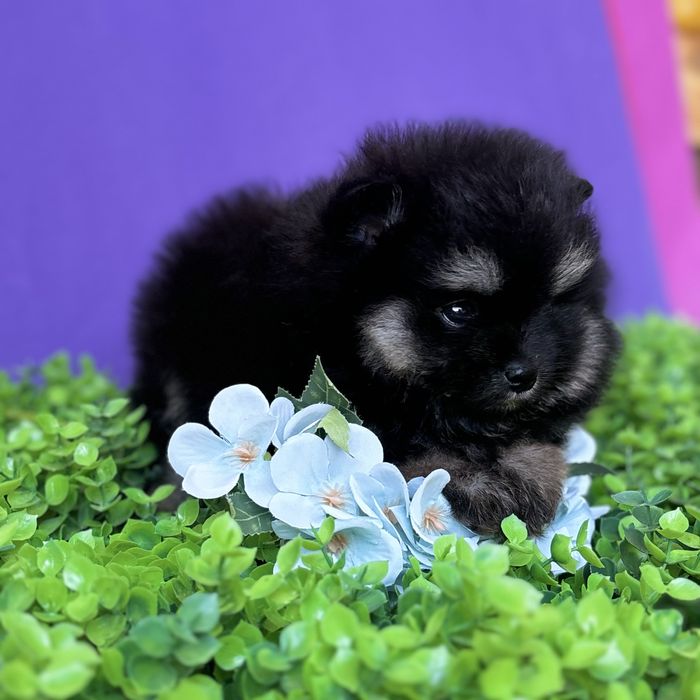 лялькова дівчинка тип ведмедика