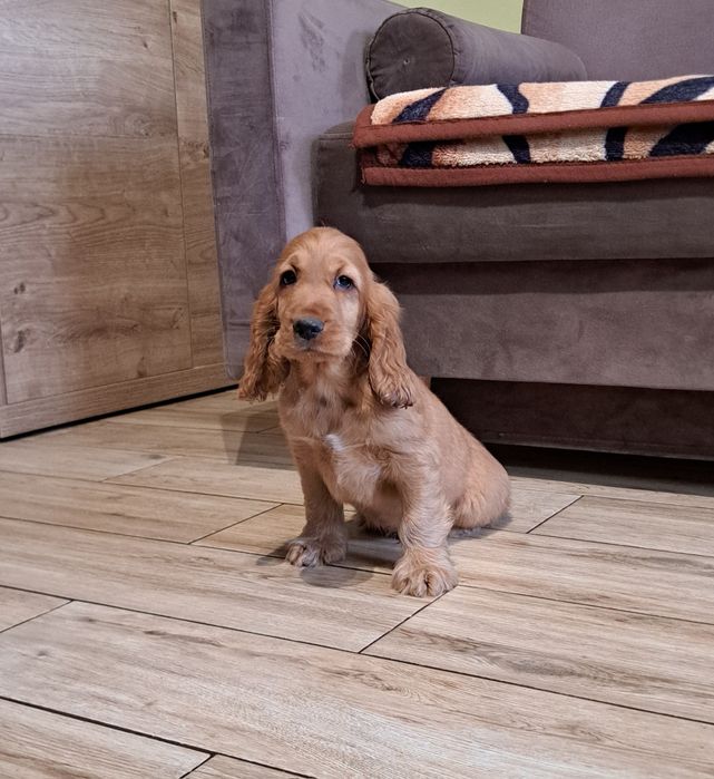 Cocker spaniel angielski piesk