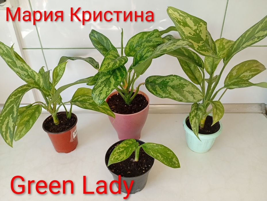 Аглаонема. Фикус Бенджамина,Barok, Natalie, каучуконосний