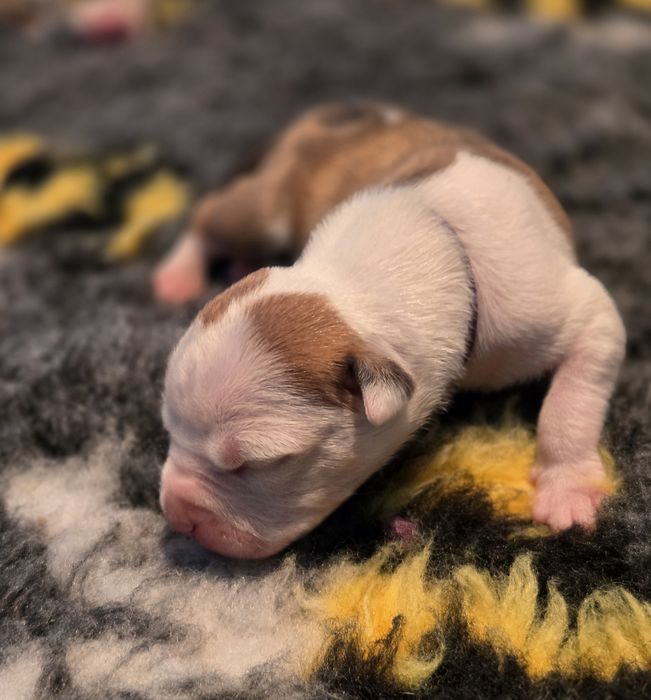 Samczyk Amstaff American Staffordshire Terrier FCI ZKwP