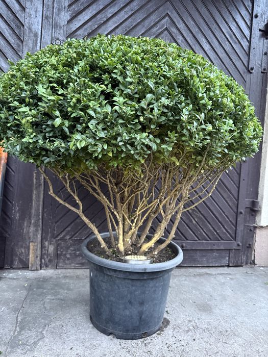 Bukszpan formowany Bonsai Niwaki