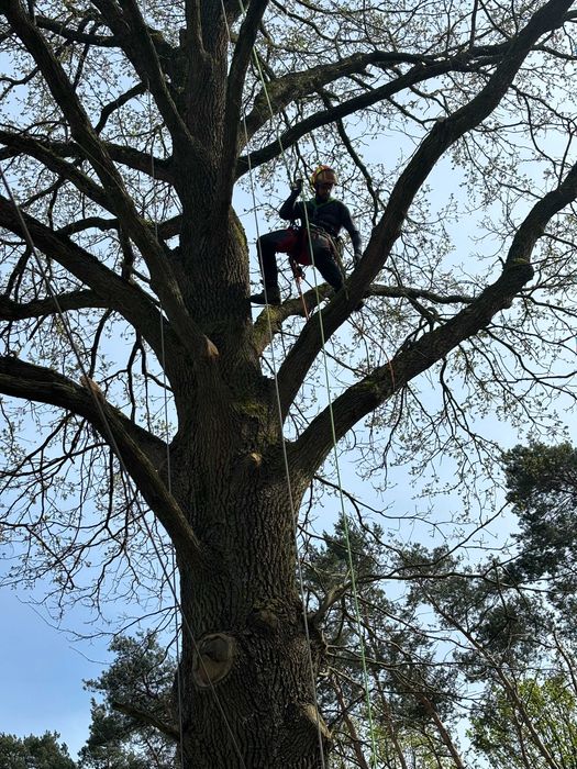 Wycinanie przycinanie pielęgnacja drzew i krzewów ARBORYSTA