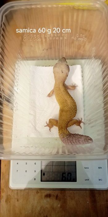 Roczne Gekony Lamparcie