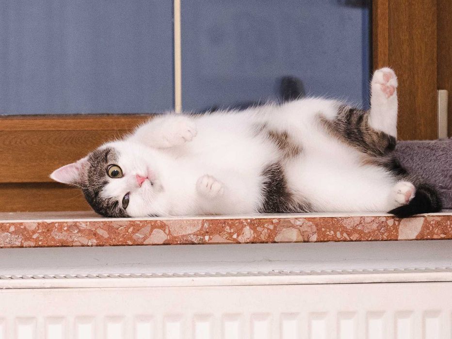 Kotka do adopcji - LOLA, 1 rok