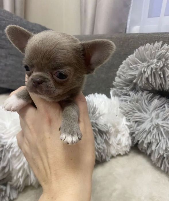 Собачка чихуахуа продаж