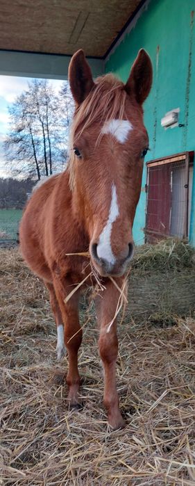 Ogierek tinker i miks