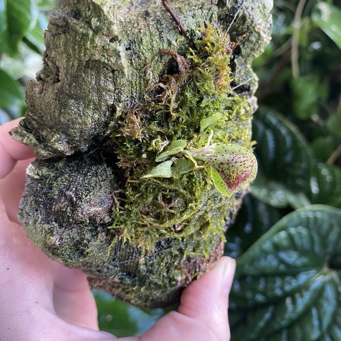 Мініатюрна орхідея Acianthera crinita