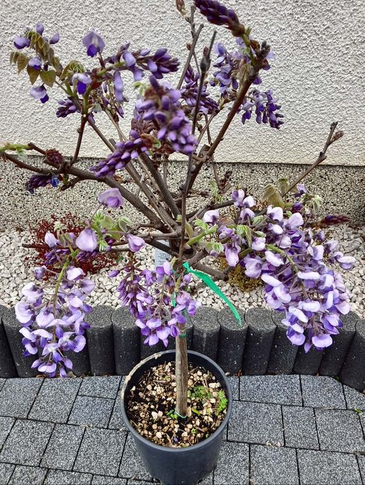 Wisteria krzewy ozdobne