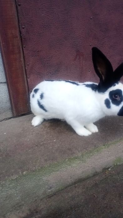 Продам строкачів НСВ.2500 за пару