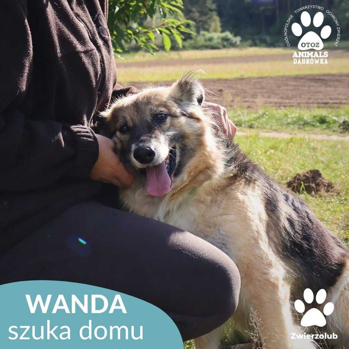 Wanda szuka domu!