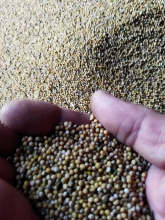 Sprzedam gorczycę 2024