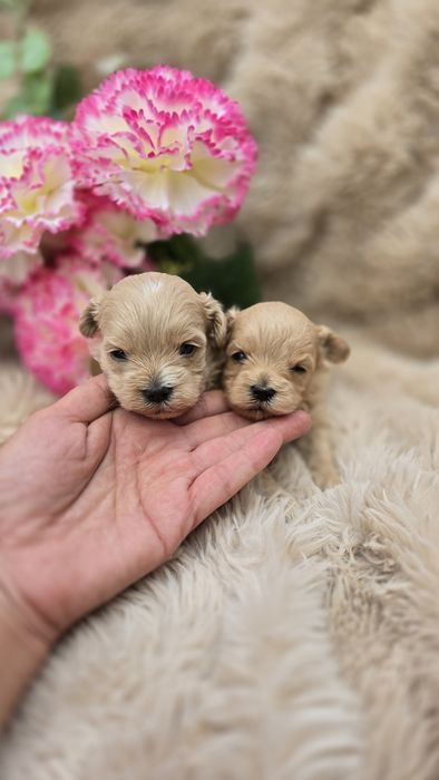 Suczka maltipoo f1 odbiór listopad badania