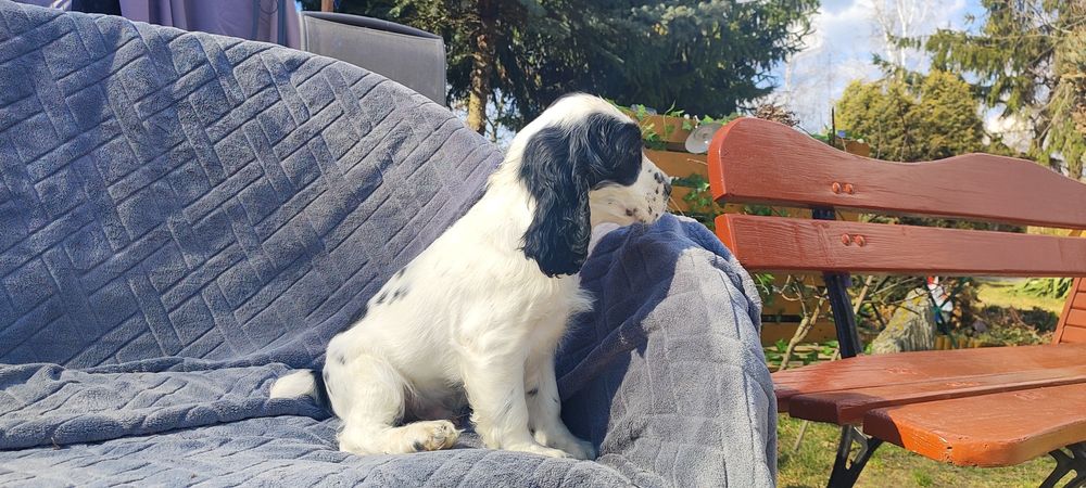 Uroczy Piesek Cocker Spaniel  • GOTOWE DO ODBIORU •