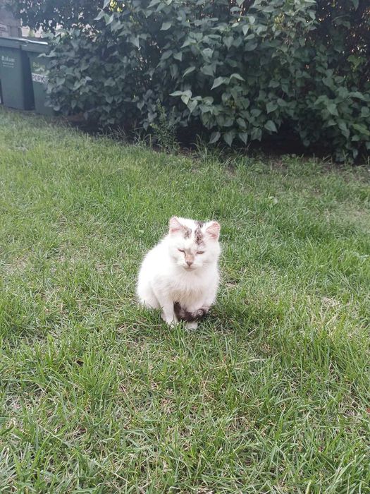 Koty szukają nowego domu!