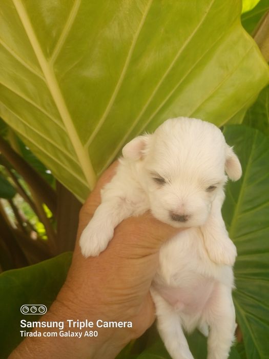 Lindo menino bixon maltês