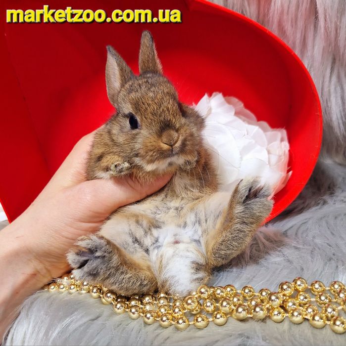 Голландський міні кролик окрас золотий агуті