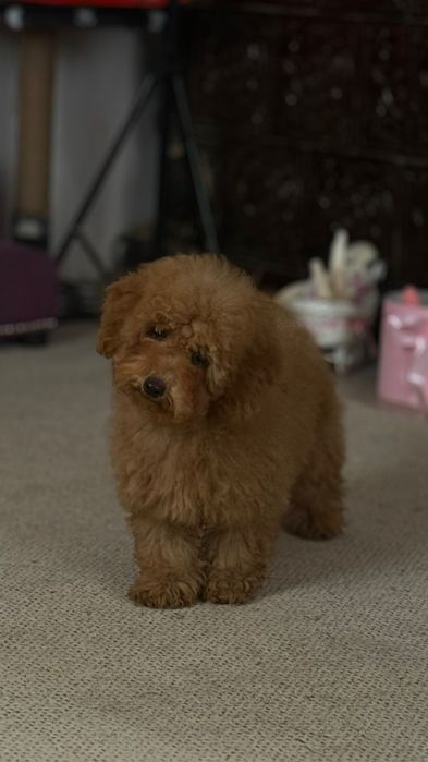 Девочка мальтипу