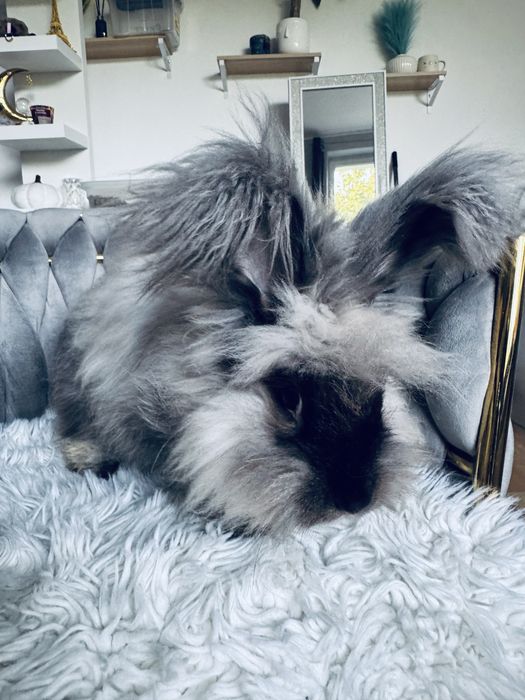 Królik Angora Angielska YORK dziewczynka „”BLANKA”””