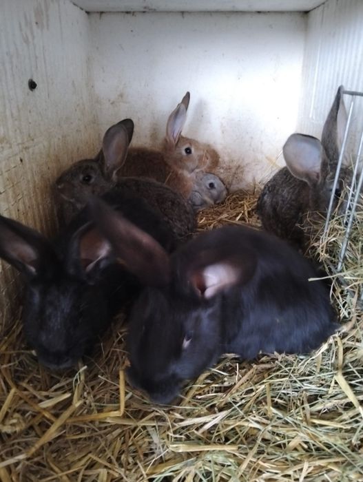 Kroliki 10 tygodniowe