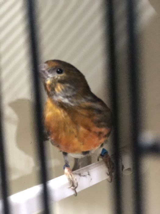 MESTIÇO DE CHAMARIZ F1 SEXO M de  2023