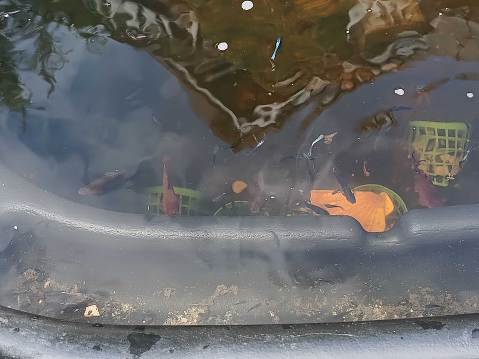 Gupiki, mieczyki i inne rybki