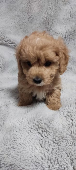 Sprzedam szczeniaka pieska rasy Maltipoo z rodowodem