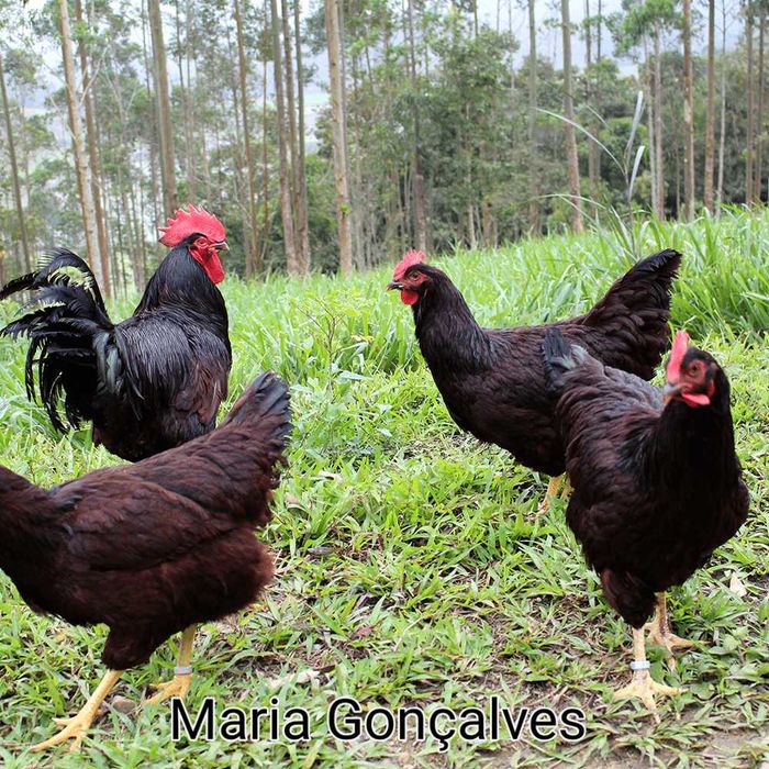 Galinhas  Rhode island red