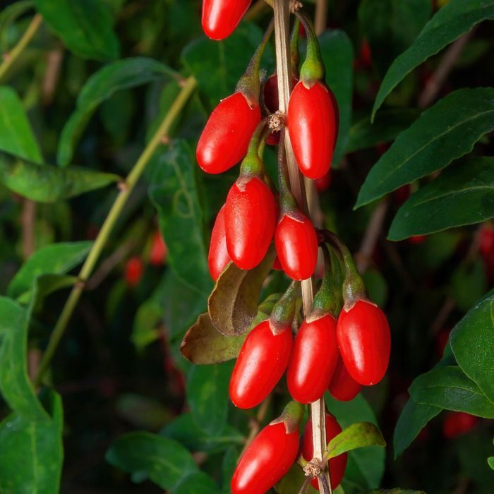 Jagoda Goji 'Big Berry' Duże owoce (Lycium barbarum) Doniczka 2.0L