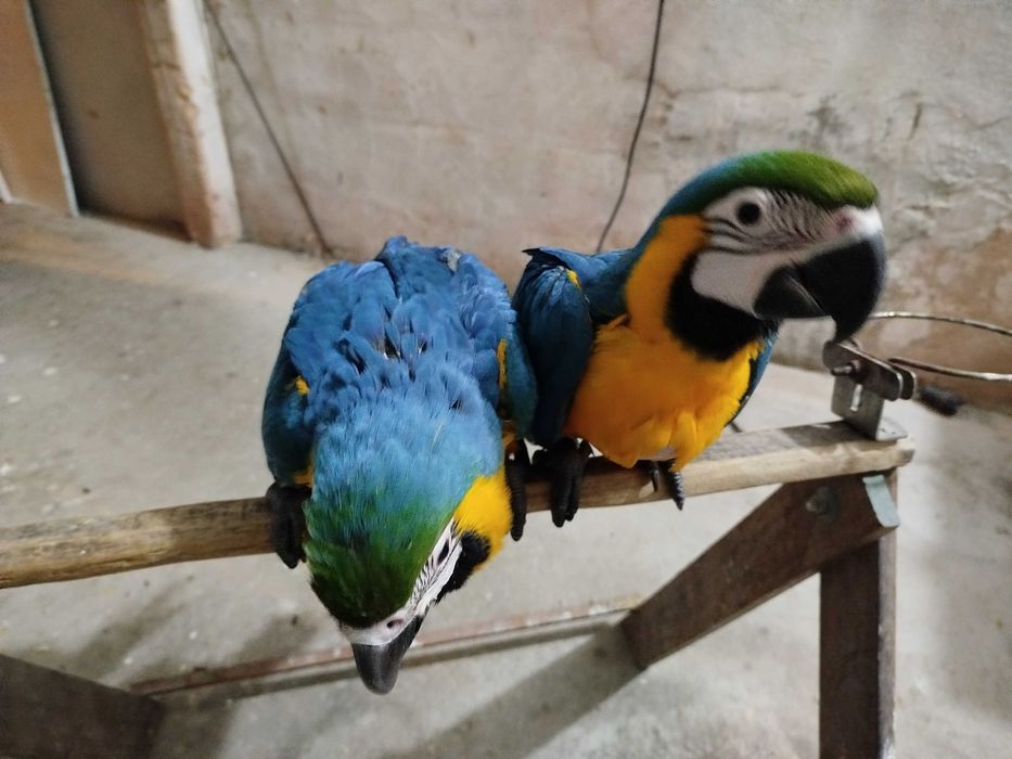 Arara ararauna 2025 , muito meiga, criada á mão