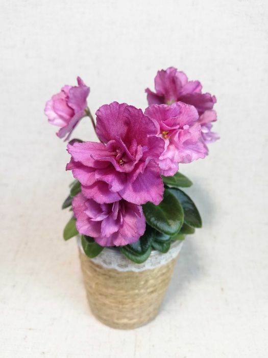 Фиалка мини Jolly Victory (H. Pittman)