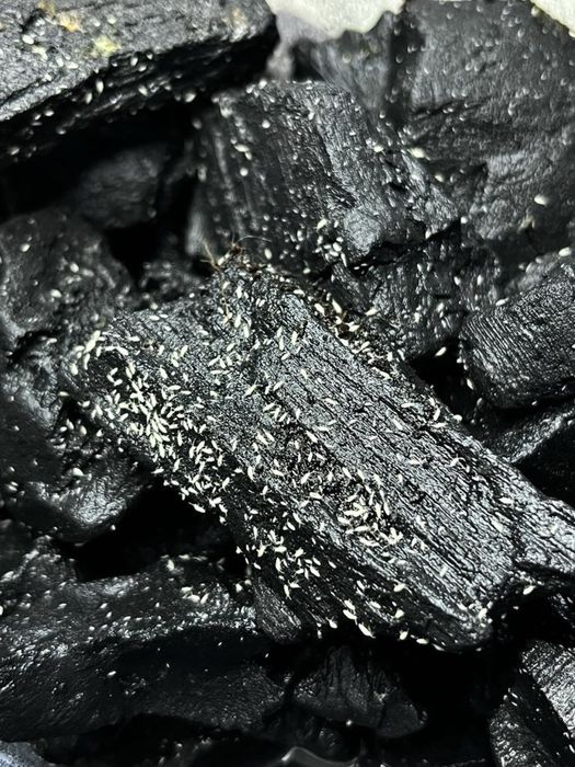 Skoczogonki, ekipa sprzątająca do terrarium – 250 ml