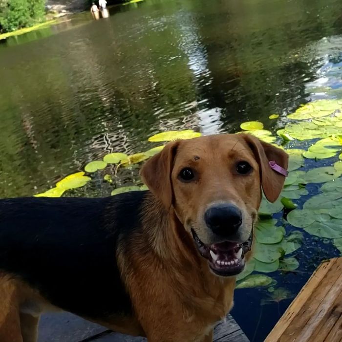 Собаки-щенки-коти