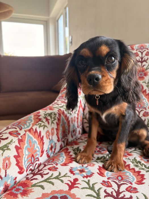 Cavalier King Charles Spaniel piesek.